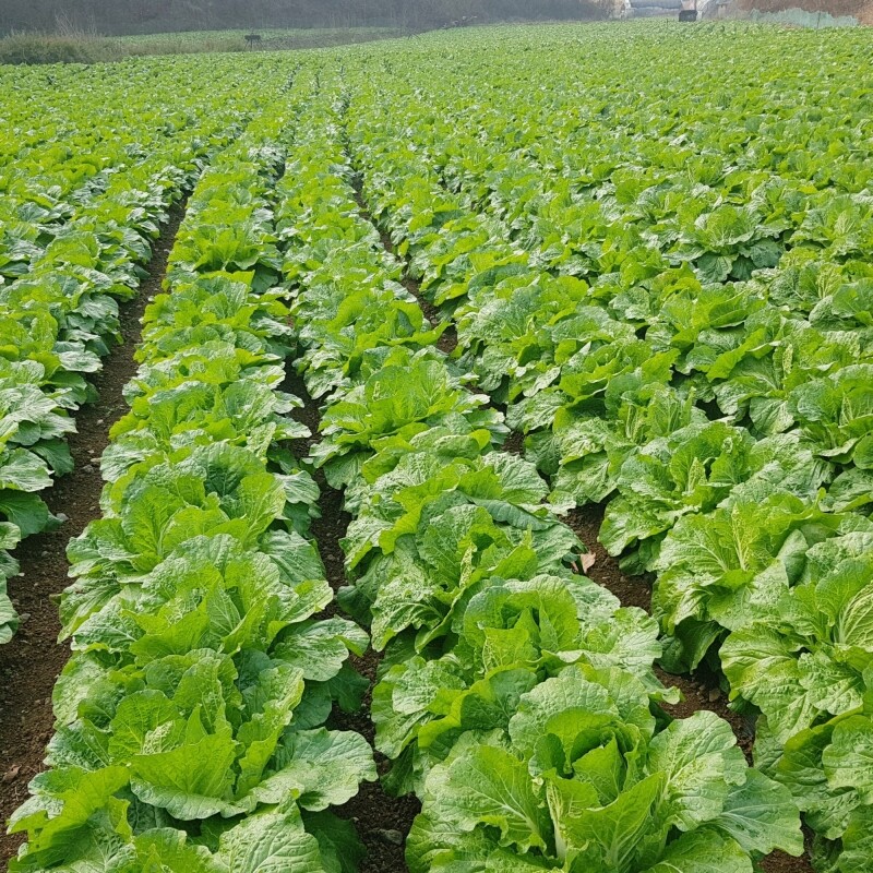 강원더몰,[라이브특가] 영월유팜 절임배추 20kg