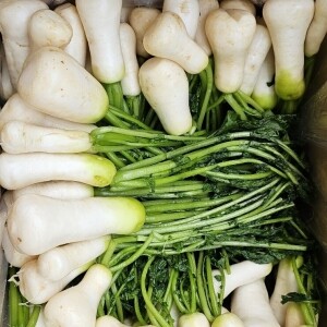 [라이브특가]영월유팜 절임알타리 10kg